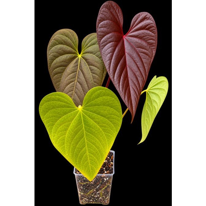 Best Rare Aroids for Indoor Growing