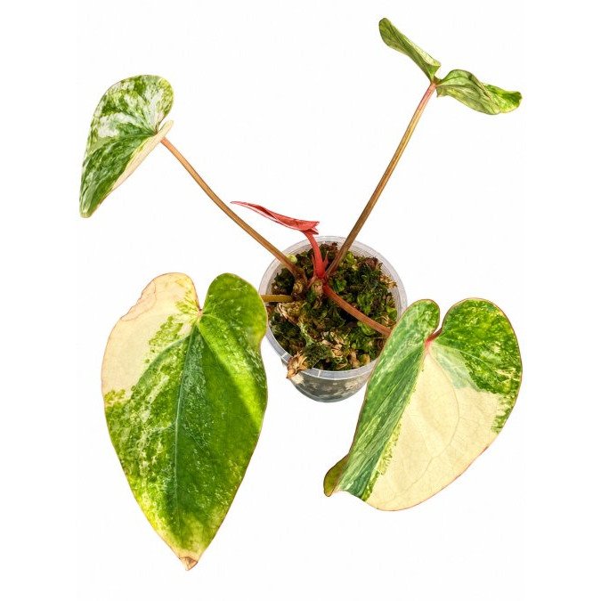 5 Best Anthurium Hybrids for Collectors: 2026 Picks