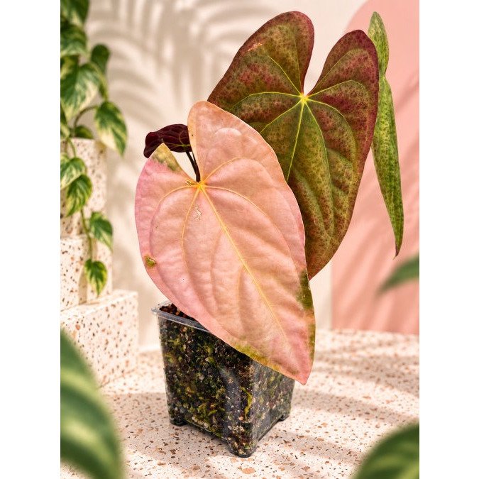 Best Soil Mix for Rare Anthurium: A Grower's Guide