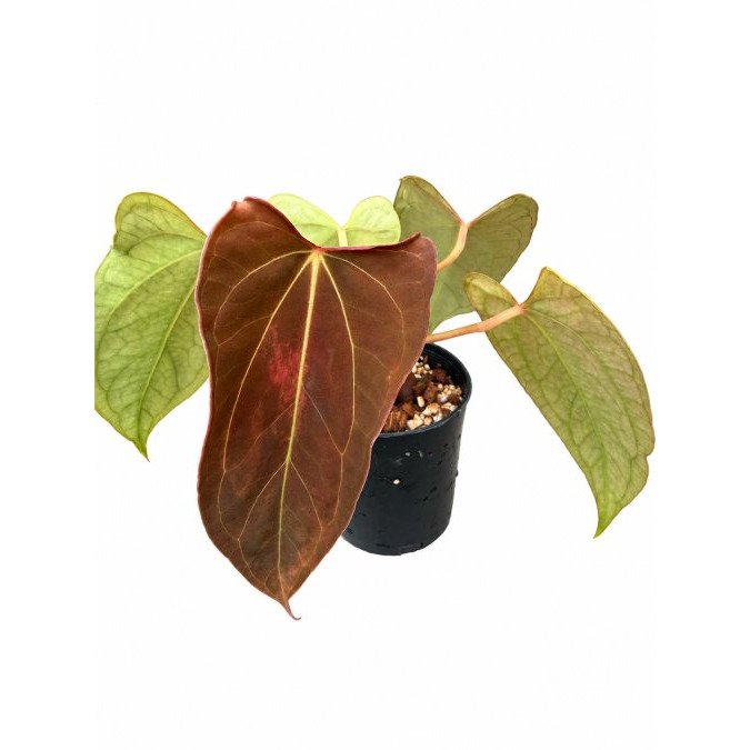 How to Choose the Best Anthurium for Your Indoor Collection