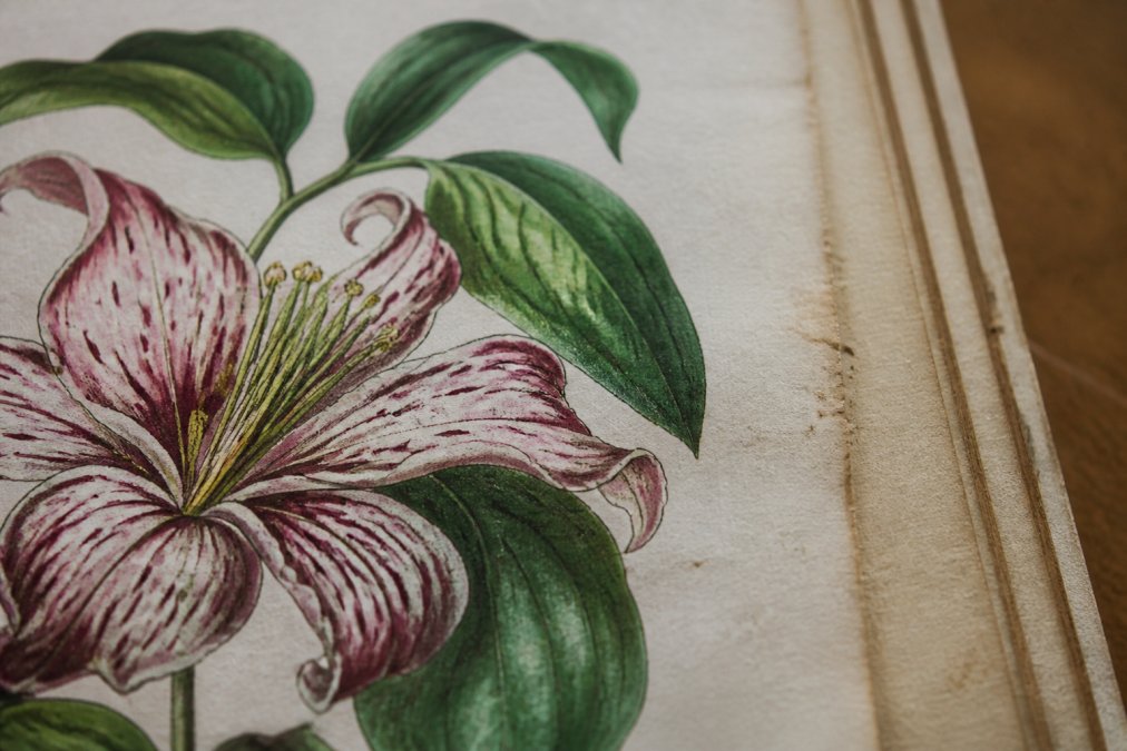Close-up of hand-coloured copperplate engraving showing visible brushwork, paper texture, and age patina under natural light