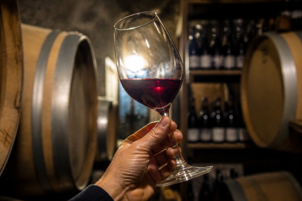 En hand håller ett glas rött vin mot ljuset i en vinkällare, med ekfat och flaskor i bakgrunden