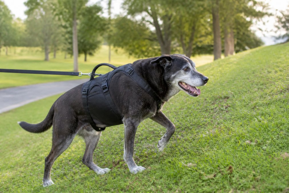 Senior dog wearing an orthopedic harness during a walk in a park, showing visible comfort and mobility as it climbs a small slope with ease