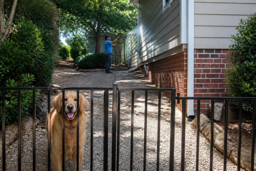 Family dog behind a secure fence or gate positioned away from an exterior house wall being cleaned with low-pressure equipment, with water spray visible in background and bright daylight