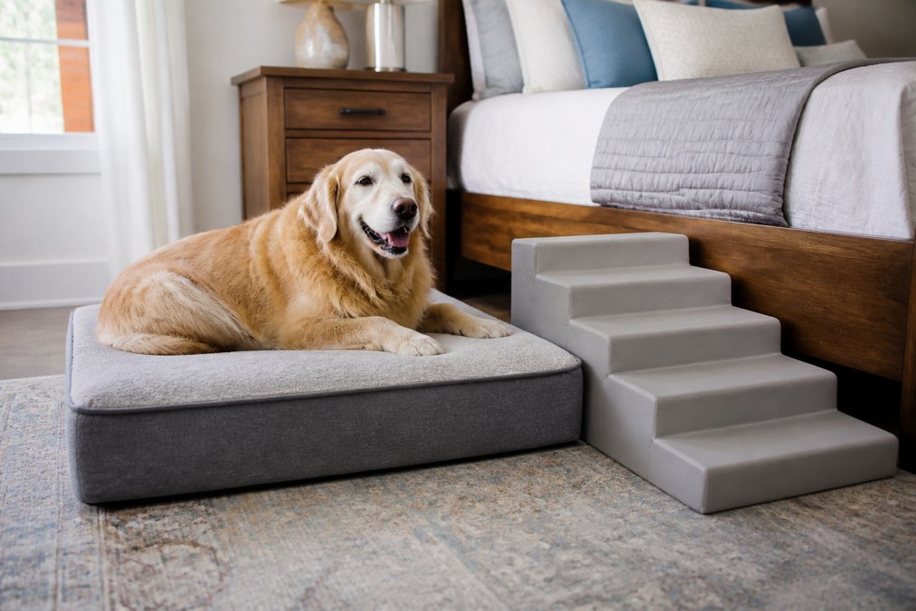 Senior golden retriever resting on a thick memory foam bed with pet stairs in a bright bedroom