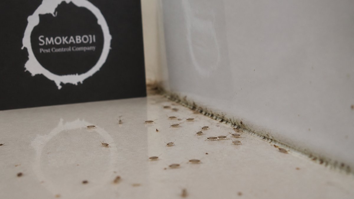 Are Springtails Harmful to Bathroom Surfaces?