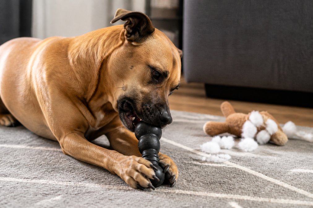 A strong dog chewing a rubber toy while a torn plush toy lies on the floor, highlighting tear resistant toys.