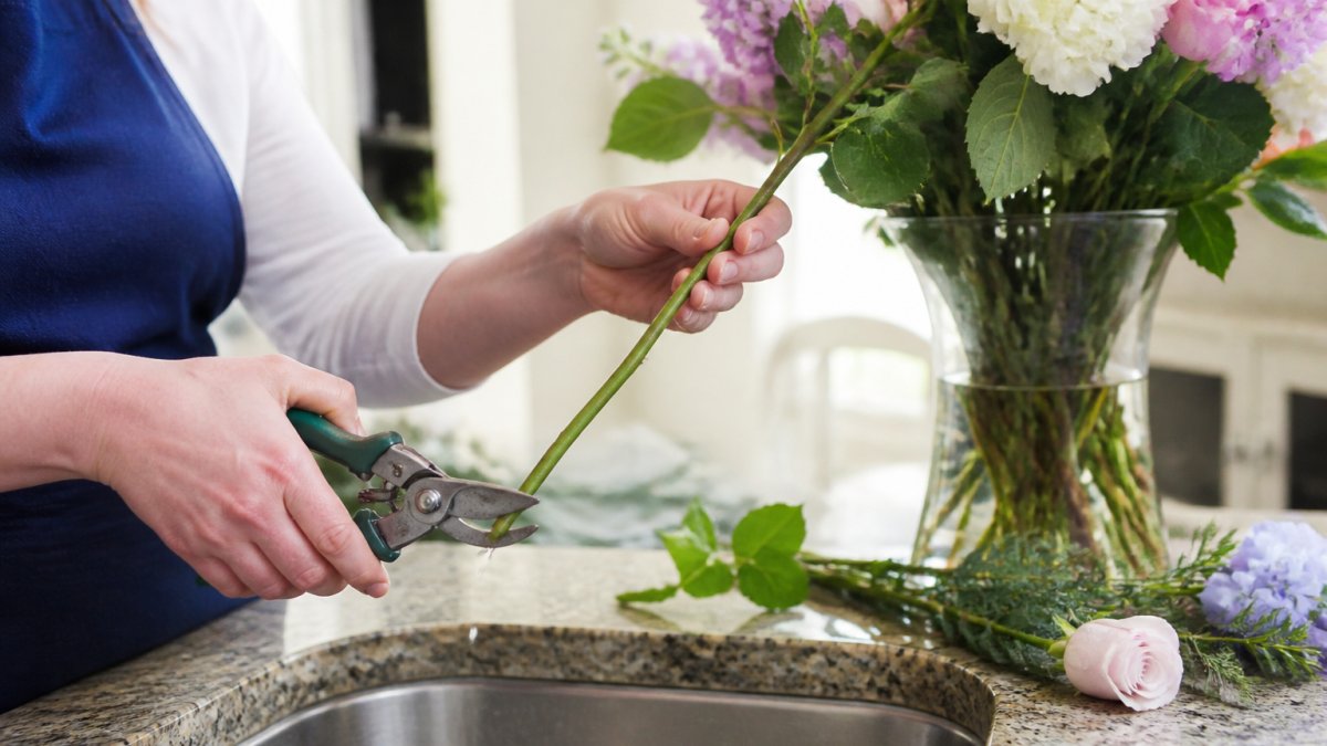 Hands using sharp floral shears to trim a flower stem at an angle for proper fresh flower care.