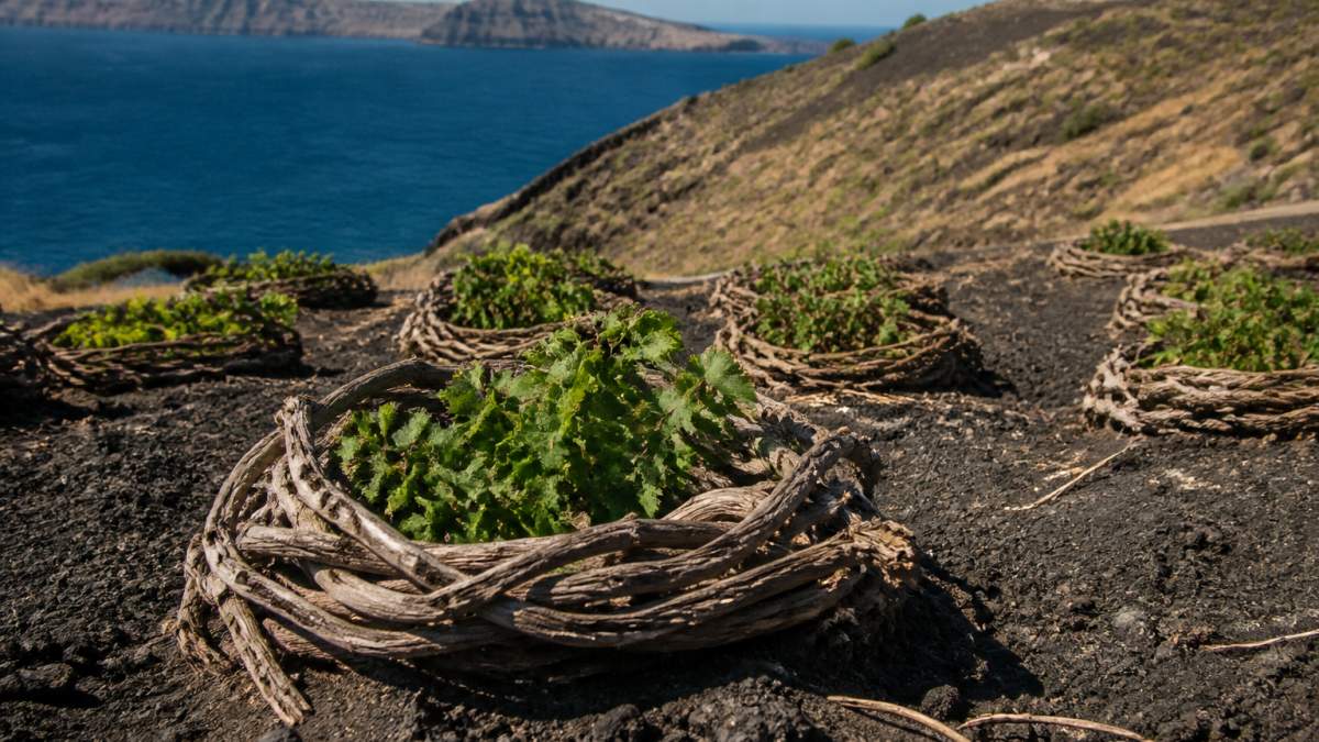 Korbartig geflochtene Rebstöcke auf dunklem Vulkangestein vor dem weiten Meer an einem windigen Hang auf Santorini.