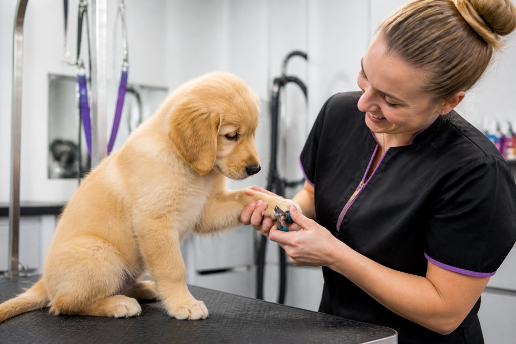 Step-by-step infographic illustrating how a puppy start getting groomed with gentle paw handling techniques
