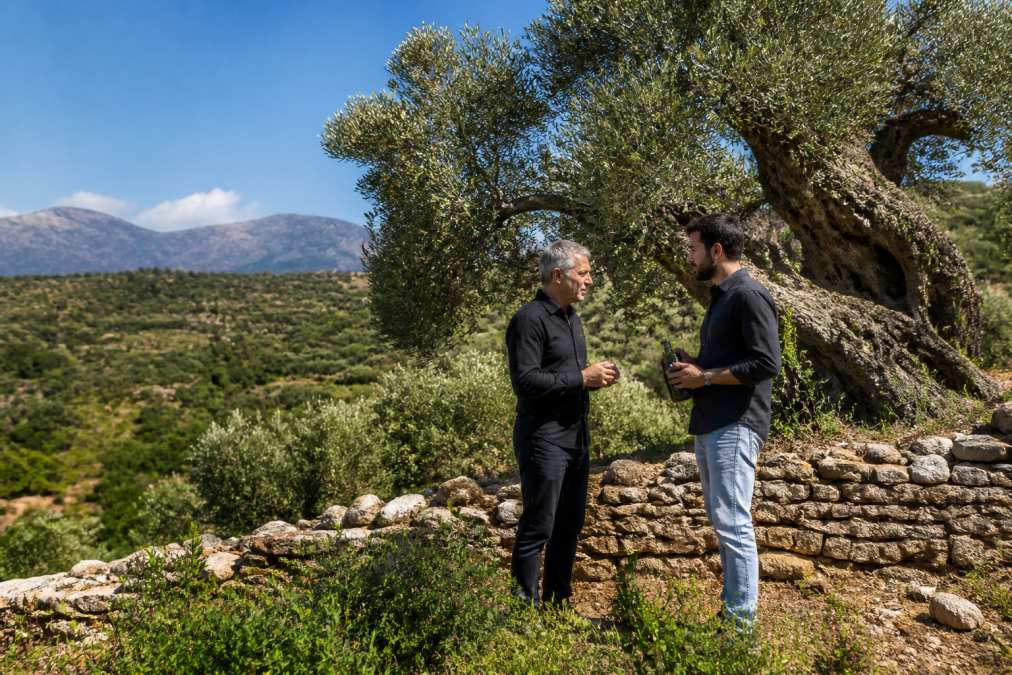 Oude gnarled olijfbomen op een zonnige heuvel in Kreta, met stenen terrassen en Mediterrane vegetatie tegen een helder blauwe hemel