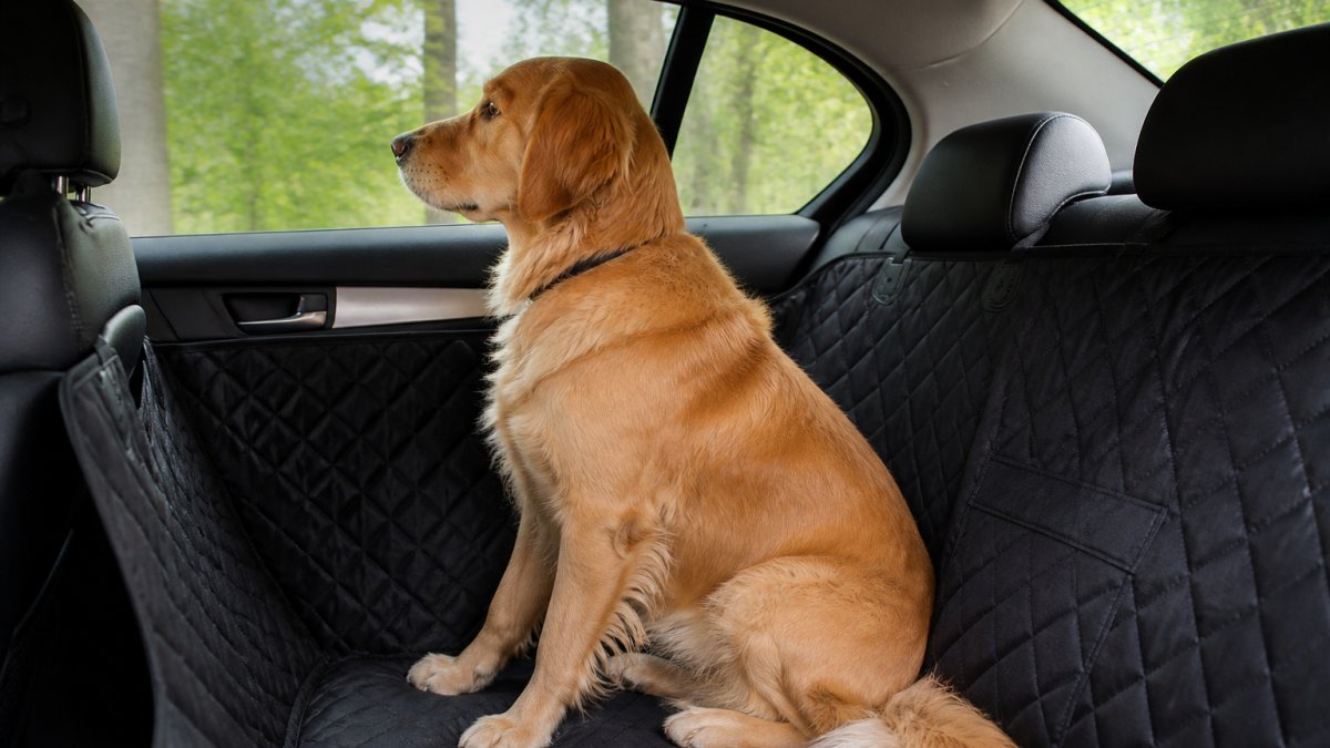 Golden retriever sitting calmly on a padded backseat extender in a sedan, looking out the window with relaxed posture and soft eyes