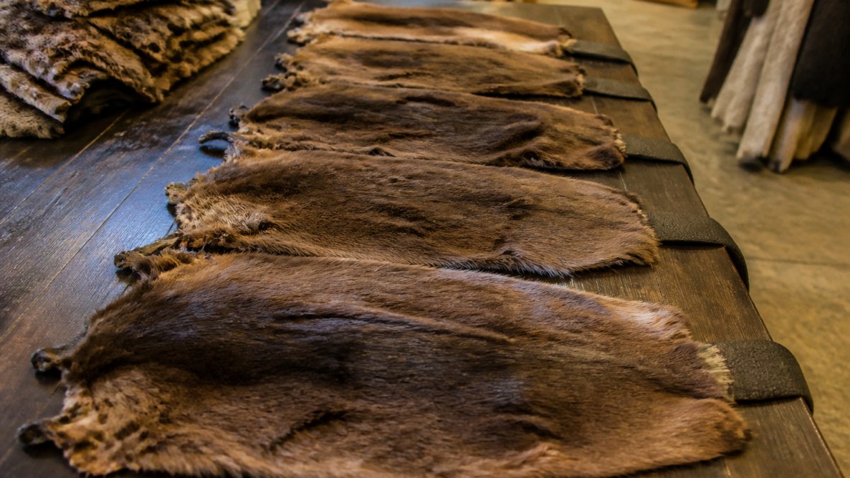 Beaver Pelt Price Guide: What Pelts Are Worth in 2026