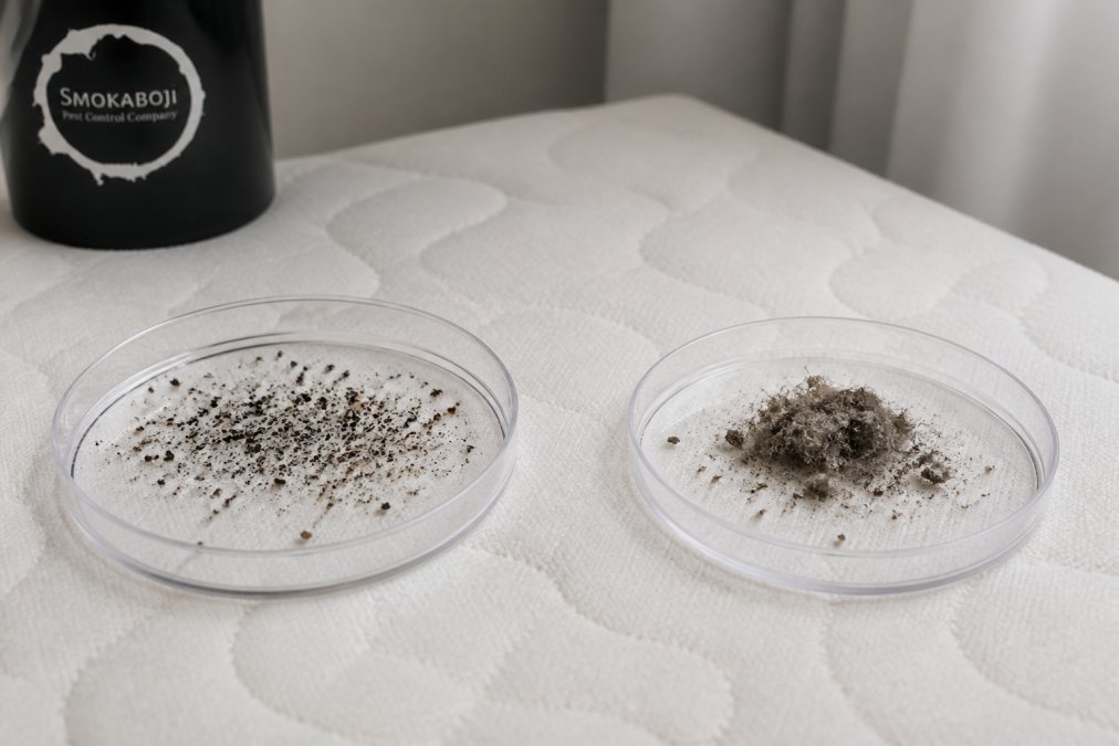 Bed Bug Droppings vs Dirt on a Mattress: How to Tell