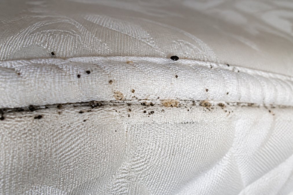 Close-up of a white mattress seam showing small dark spots and pale shed bed bug casings under bright inspection lighting, with the fabric texture clearly visible
