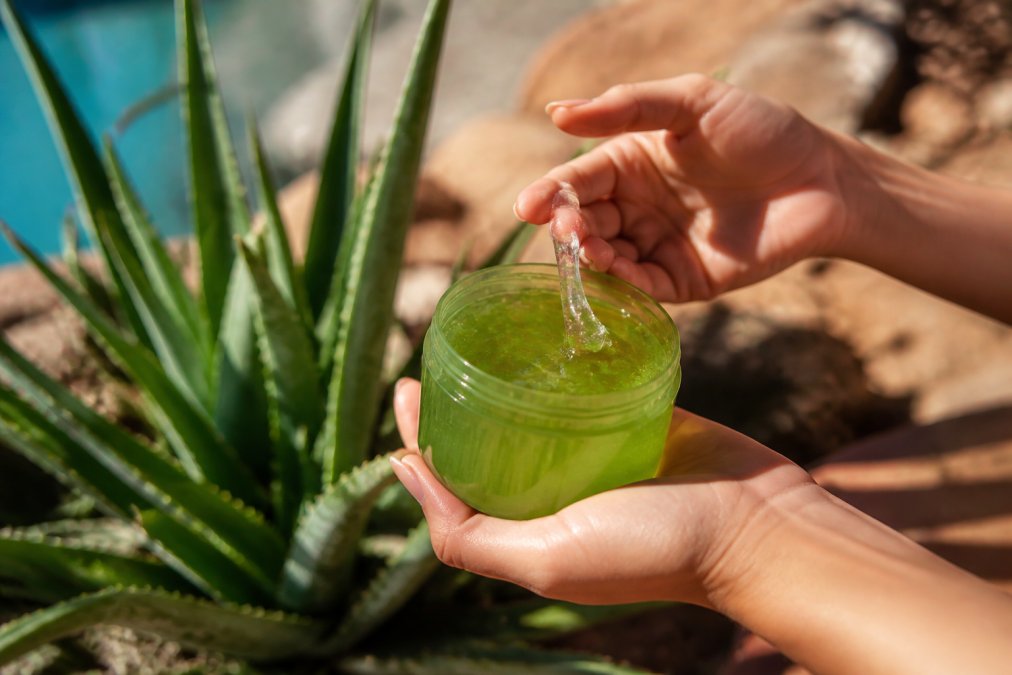 Tæt billede af hænder der holder aloe vera gel med kølig, frisk kulør, sommerklima med naturlig baggrund