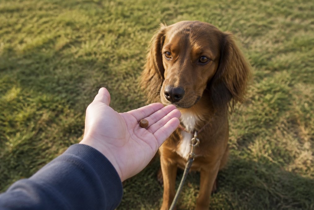 Pet owner's hand offering a small freeze-dried kibble-sized treat to a brown dog during outdoor training session in natural sunlight, showing the treat in the palm