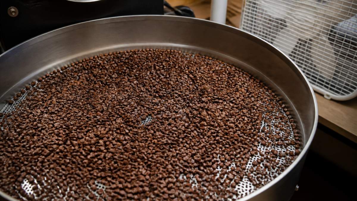 Freshly roasted beans spread on a perforated coffee bean cooling tray with a fan in a home kitchen.