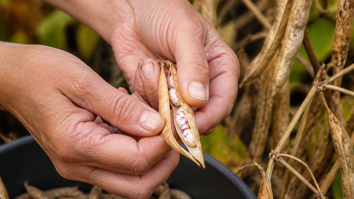 Step-by-step diagram illustrating the process of harvesting and opening dried bean pods for seed saving