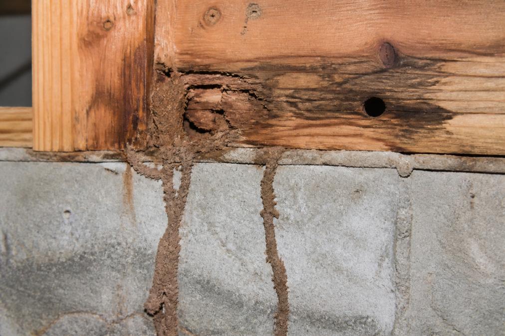 Close-up of mud tubes running along a concrete foundation wall and wooden sill plate, showing active termite tunneling with visible wood damage and entry points in a residential basement