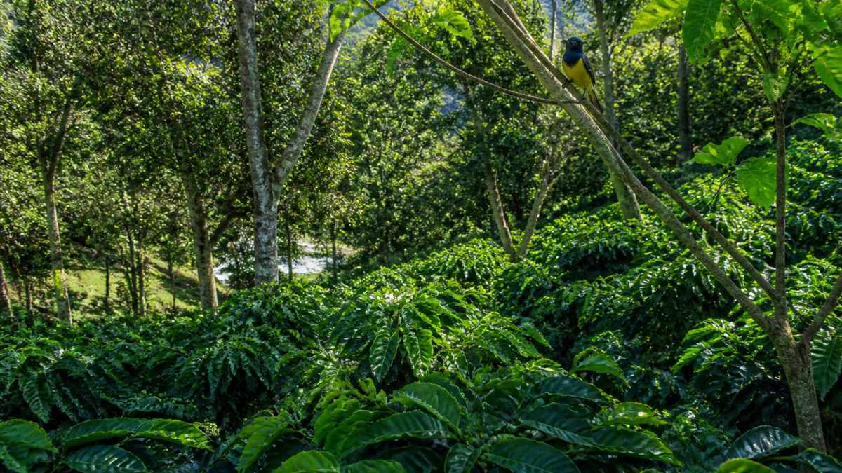 A lush shade-grown coffee farm with tall trees, coffee plants growing underneath, and a bird perched on a branch in the foreground