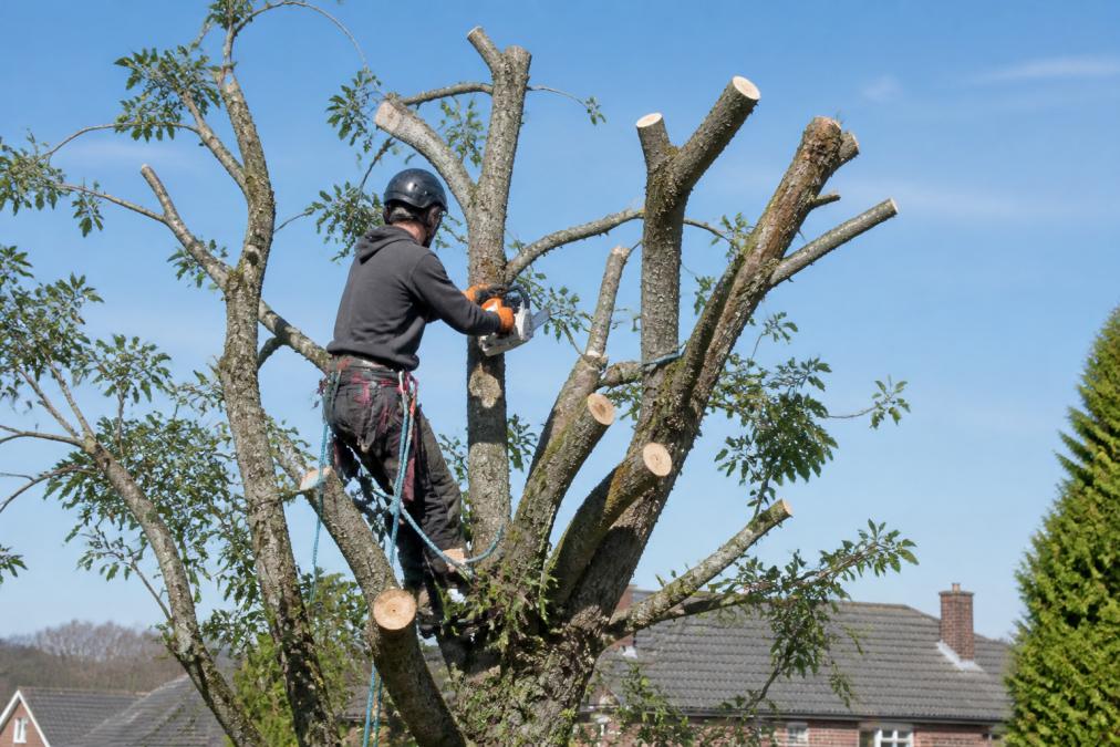 Benefits of Crown Reduction Pruning: A 2026 Guide