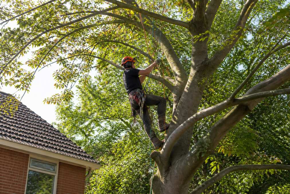 A tree surgeon in full safety gear and harness carefully pruning the upper branches of a large mature tree in a residential garden, ropes and climbing line visible, sunlight filtering through the leaves