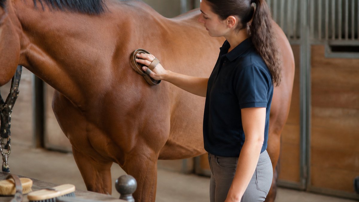 Horse owner demonstrating proper curry comb technique on horse's shoulder with smooth, circular motions in natural barn lighting