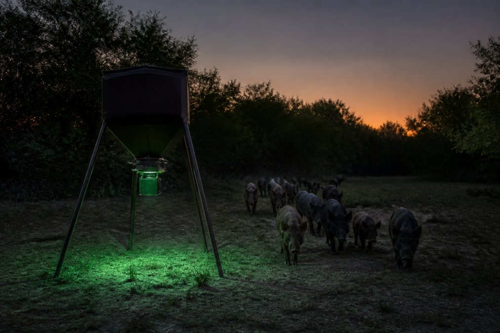A hog feeder illuminated by a soft green light at dusk, with a sounder of wild hogs approaching calmly from the tree line, showing a natural nighttime hunting scene