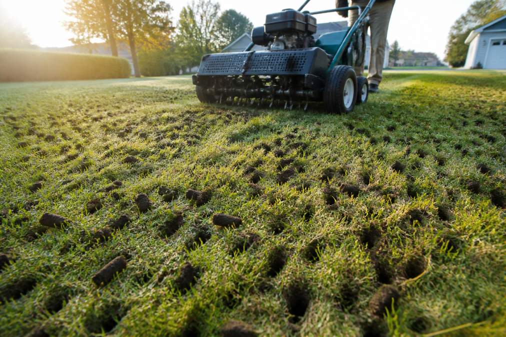Professional aerator machine creating visible soil plugs and holes across a residential lawn in early morning light, with extracted soil cores scattered on the grass surface