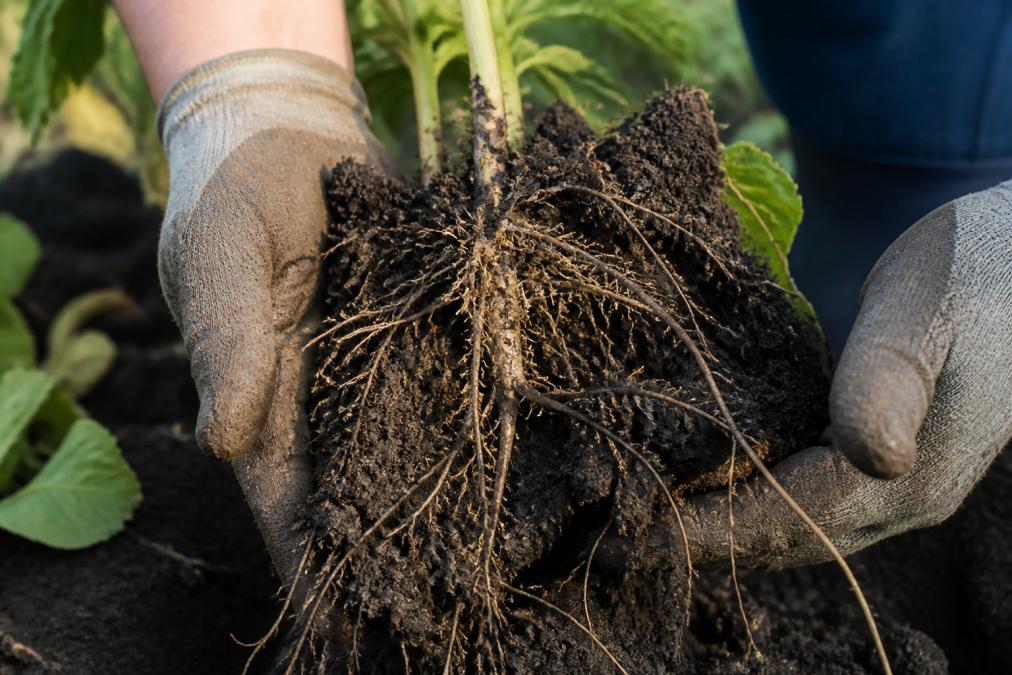 Close-up of healthy crop roots in dark, moist soil being examined by a farmer's gloved hands, showing fine root hairs and intricate root architecture under natural daylight