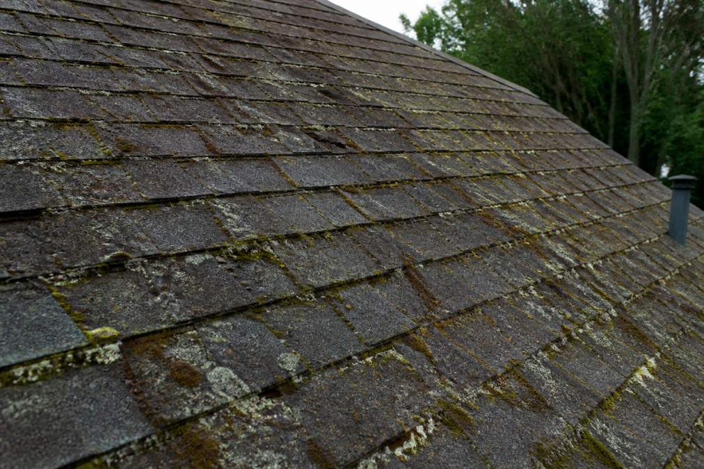 Close-up of residential roof showing dark algae staining and moss growth on weathered shingles before cleaning treatment
