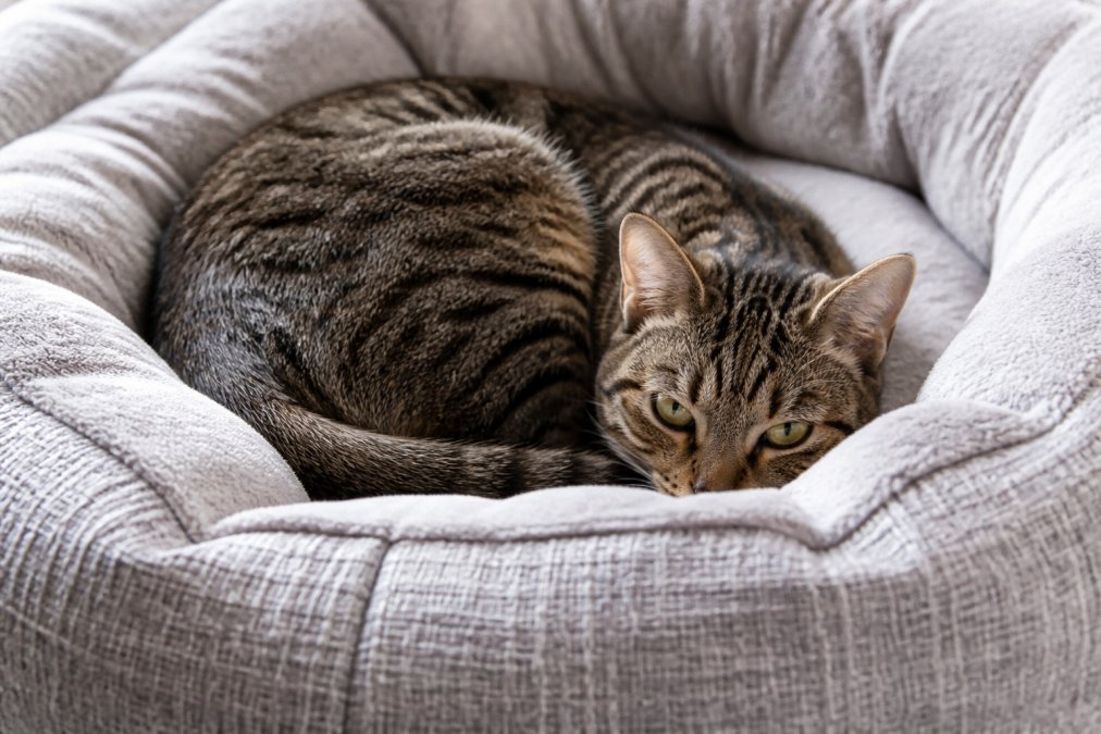 Close-up of a small tabby cat curled up on a plush, soft pet bed with visible high-density fabric weave showing rich texture and cushioning detail