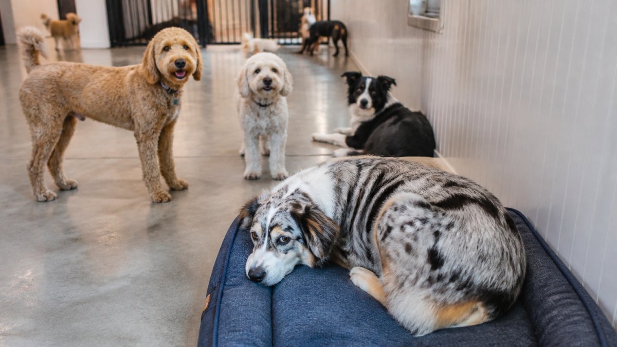 Best Alternatives to Dogtopia for Anxious Dogs