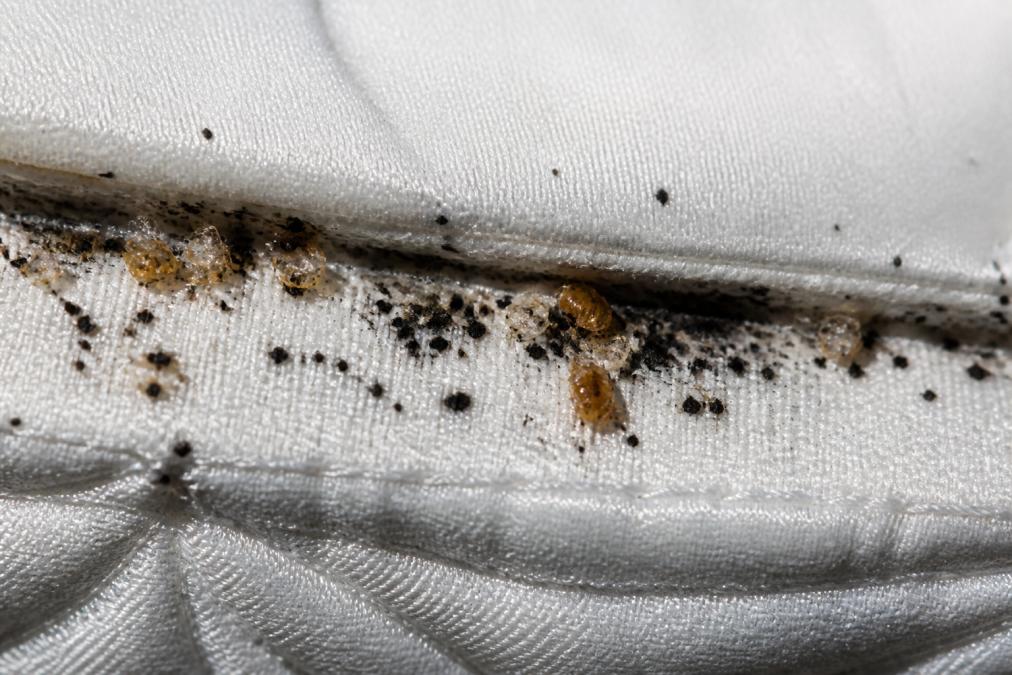 Close-up of mattress seams showing dark fecal spots and shed bed bug exoskeletons on white cotton fabric under bright inspection lighting