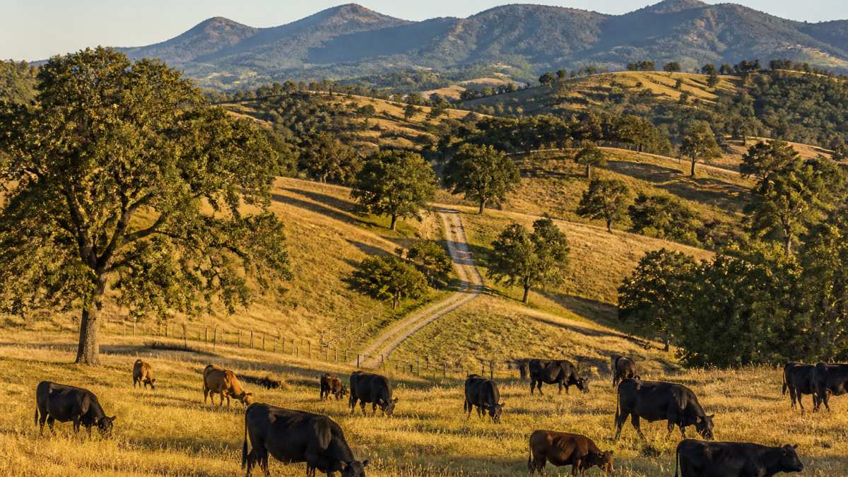 Cattle grazing on rolling oak-studded hills at a Northern California ranch, a prime listing for ranch brokers.