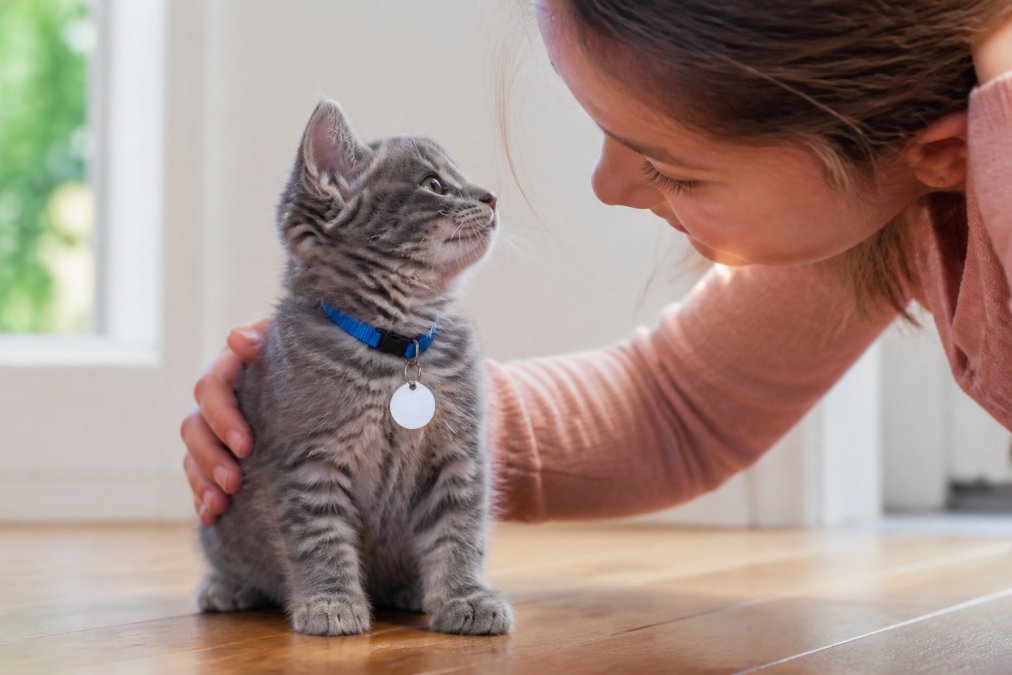A fluffy grey kitten wearing a small aluminium ID tag on a blue breakaway collar, sitting on a wooden floor in bright natural light