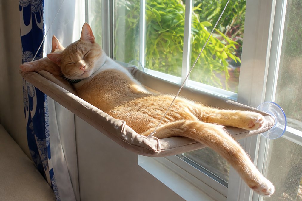 Orange tabby cat lounging contentedly in a suction cup window hammock with sunlight streaming through the window onto the cushioned perch, showing natural cat comfort and positioning