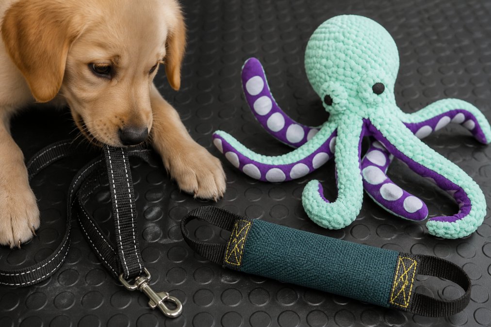 Close-up of a puppy's mouth near a reinforced leash with a durable plush toy and textured bite tube placed nearby as safe alternatives