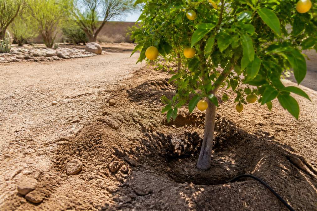 Best Citrus Tree Care for Desert Soil: 2026 Guide