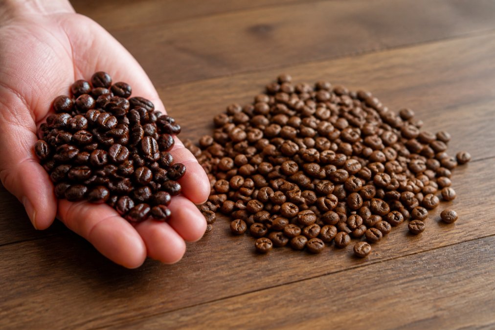 Close-up of a hand holding glossy, oily dark roast beans next to a pile of matte, dry medium roast beans on a wooden counter, warm natural light