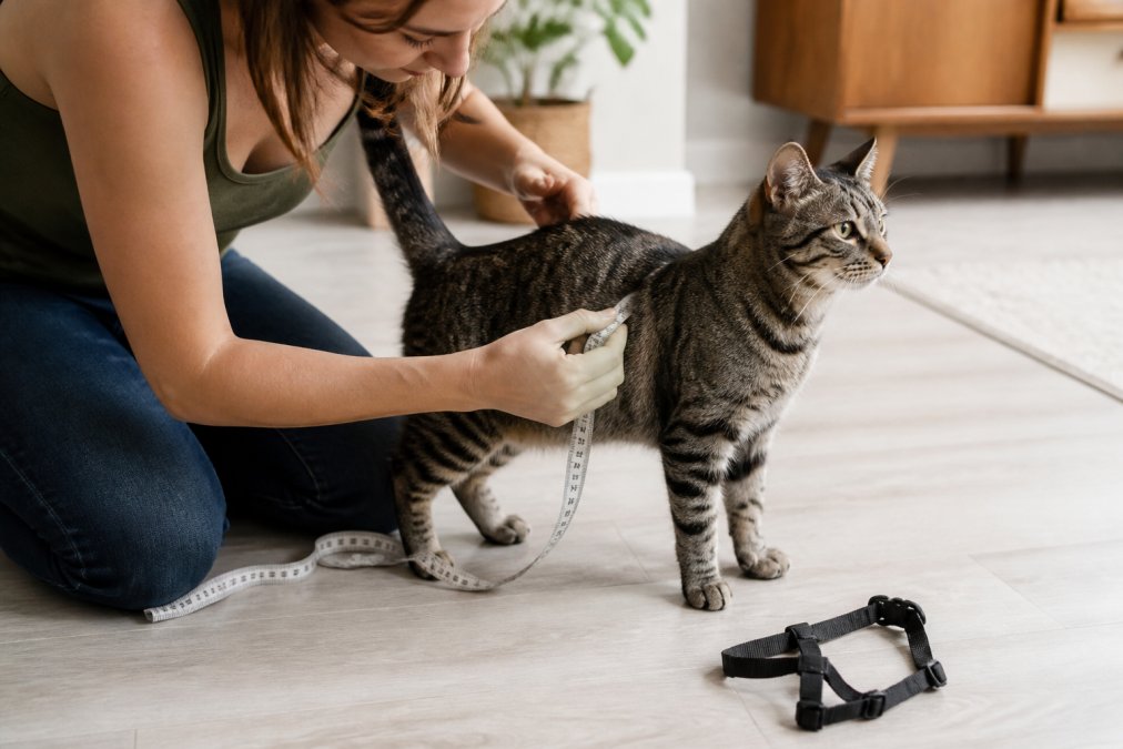 A person gently measuring a calm cat's chest with a soft tape measure on a light-coloured floor at home, with the cat standing relaxed and a harness resting nearby