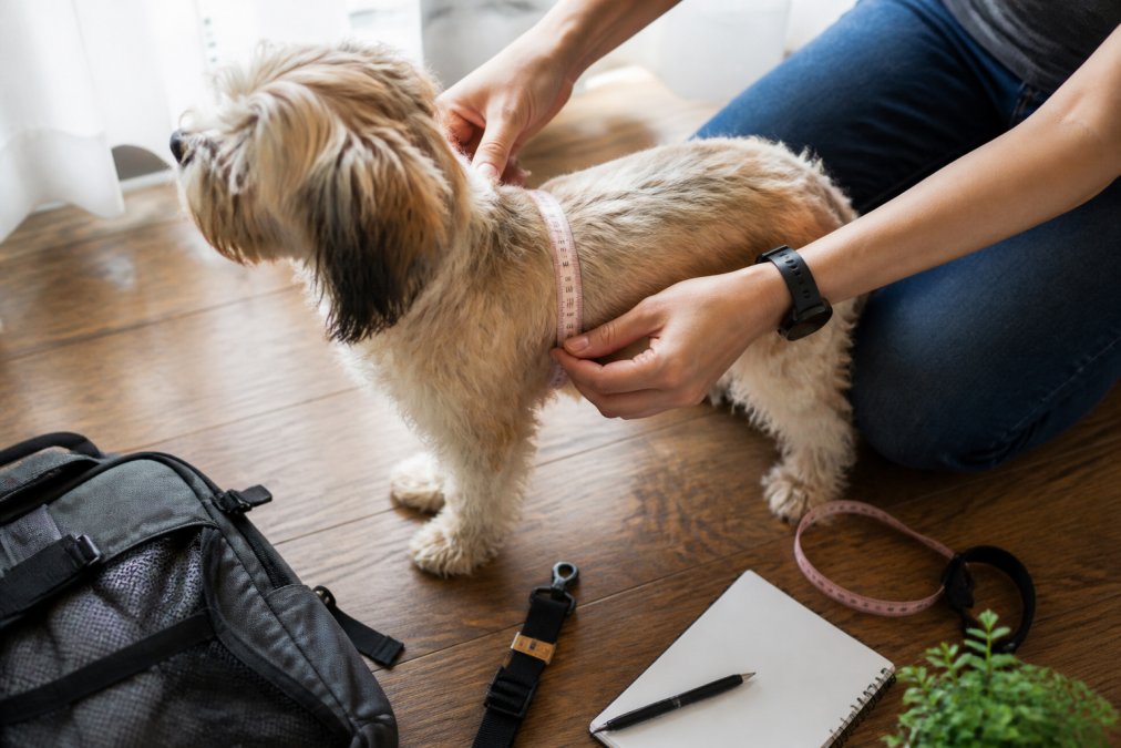Hands using a soft measuring tape to measure a small dog's ribcage on a wooden floor in natural light