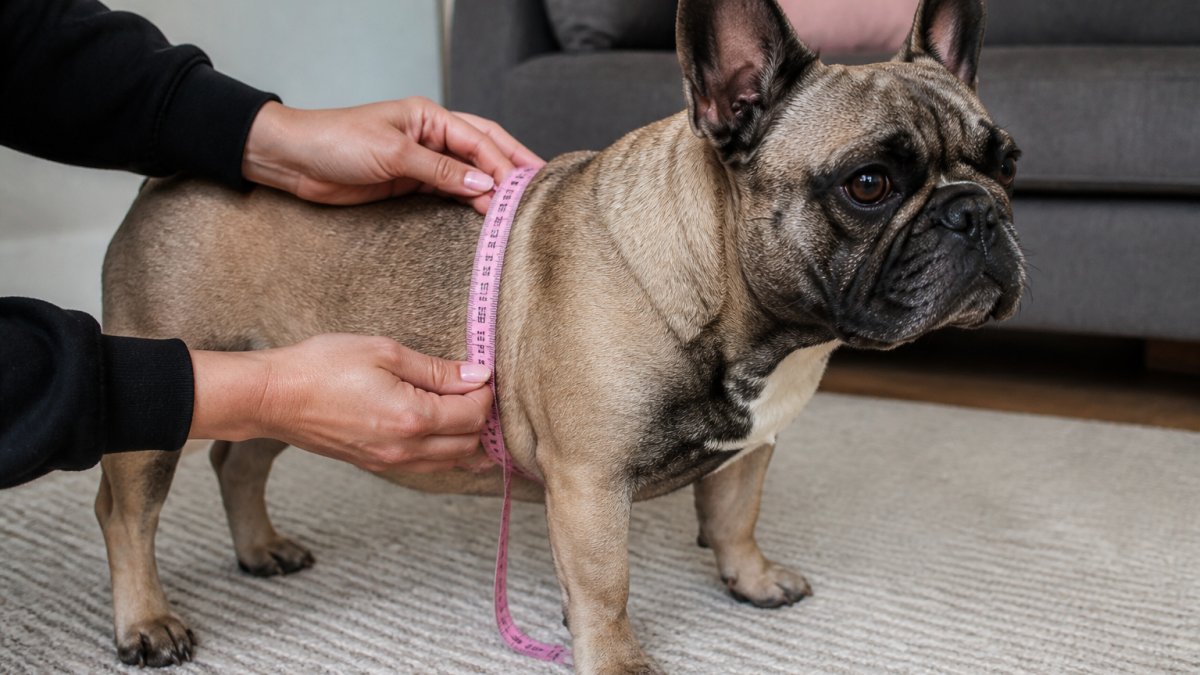 Diagram demonstrating how to measure the chest circumference of a stocky breed dog with a tape measure