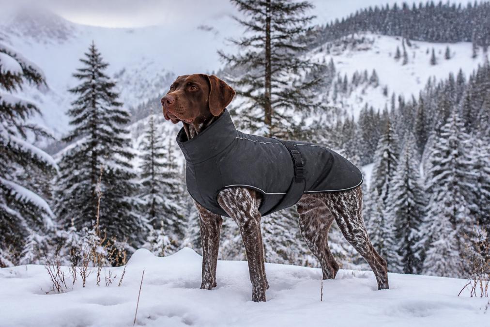 A fit, athletic hunting dog wearing a high-quality insulated winter jacket, standing alert in a snowy mountain landscape with pine trees in the background, snowflakes visible in the air