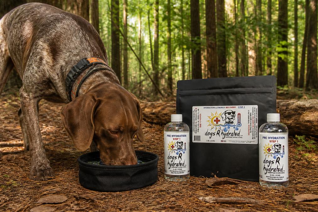 Active hunting dog drinking from a portable collapsible water bowl in an outdoor forest setting during midday, with sunlight filtering through trees and the dog appearing focused and alert