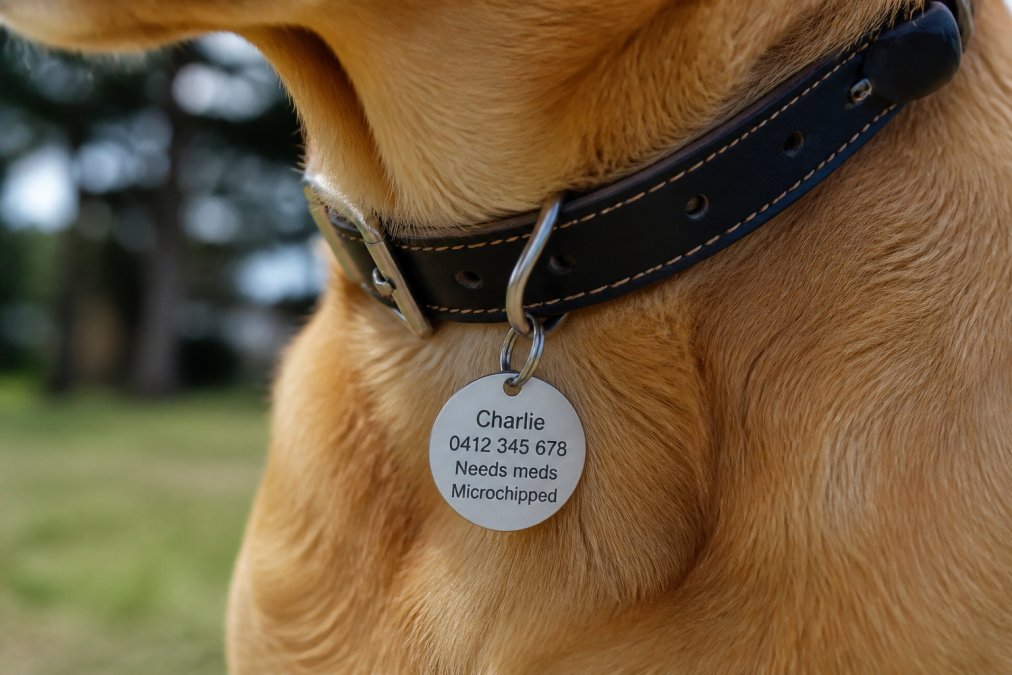 Close-up of a dog wearing a collar with a personalised engraved tag visible, showing the clarity and readability of the laser-engraved lettering in natural daylight