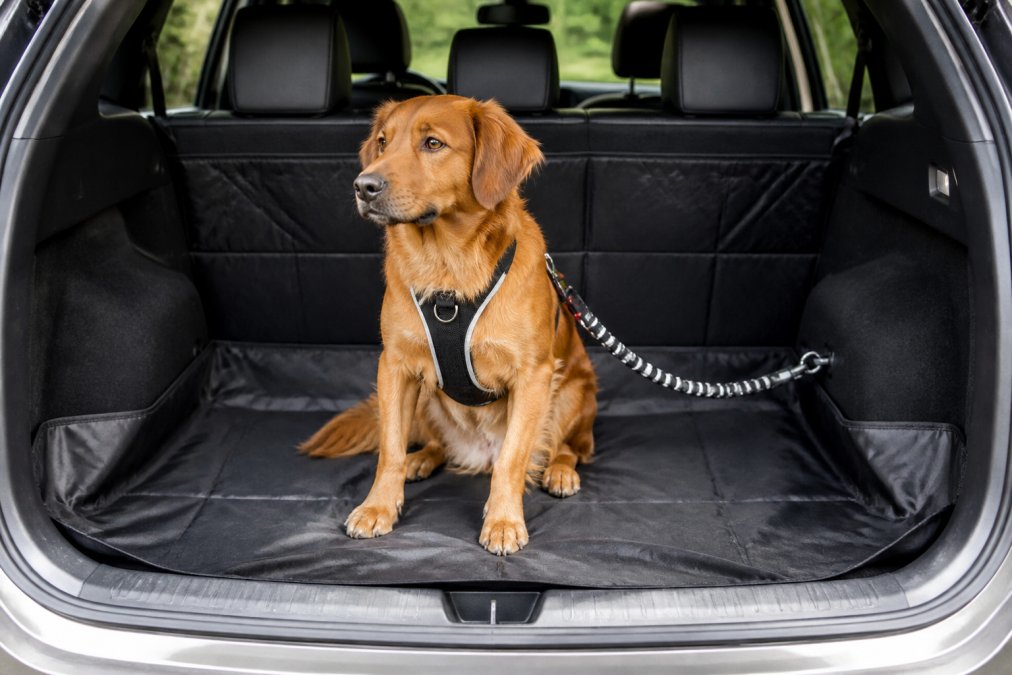 Diagram illustrating dog travel gear alternatives for a secure car boot setup with a tether and waterproof mat.