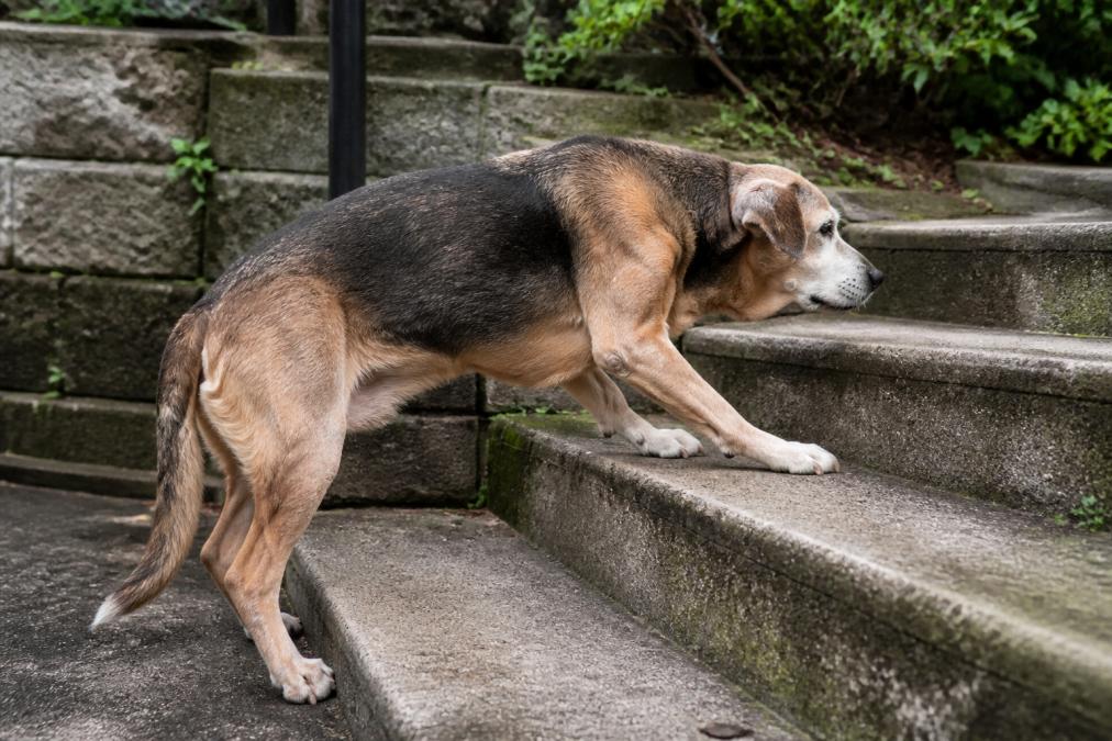 Infographic showing a senior dog struggling with stiff hind legs on stairs, indicating a need for mobility support.