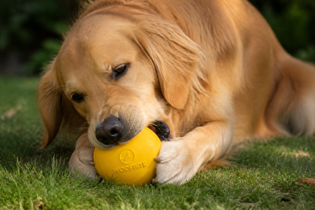 Large golden retriever intensely chewing a bright yellow rubber ball on grass in afternoon sunlight, showing focused engagement and the toy's durability during active use